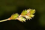 Greater straw sedge